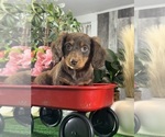 Small #2 Dachshund