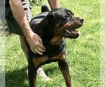 Small #12 Rottweiler