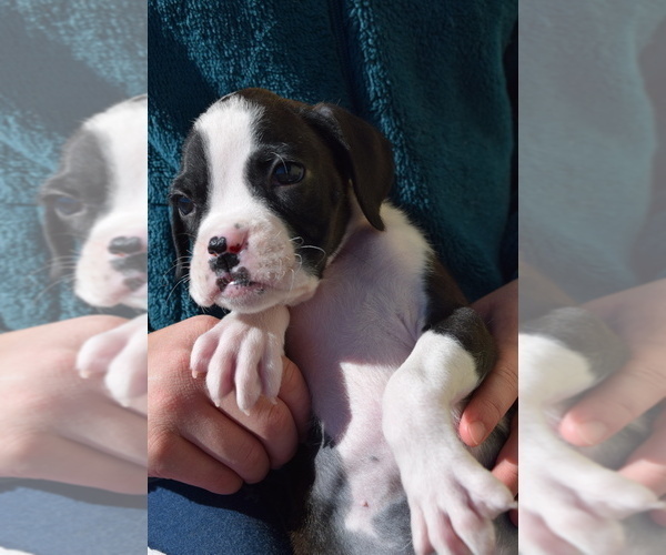 Medium Photo #8 Boxer Puppy For Sale in HUMBOLDT, NE, USA