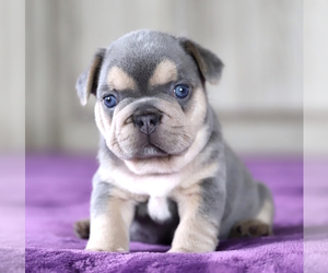 French Bulldog Puppy for sale in PUNTA GORDA, FL, USA