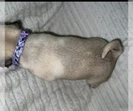 Small Photo #9 Pug Puppy For Sale in MINERAL RIDGE, OH, USA