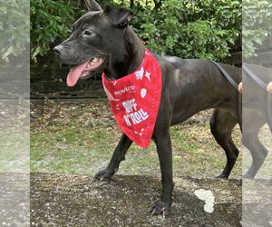 American Pit Bull Terrier-Unknown Mix Dogs for adoption in  Gainesville, FL, USA