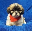Small Photo #7 Lhasa Apso Puppy For Sale in BUFFALO, MO, USA