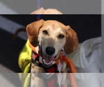 Small #1 Beagle Mix