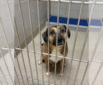 Small #7 Norwegian Elkhound Mix