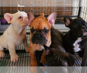 French Bulldog Puppy for sale in N CHESTERFLD, VA, USA