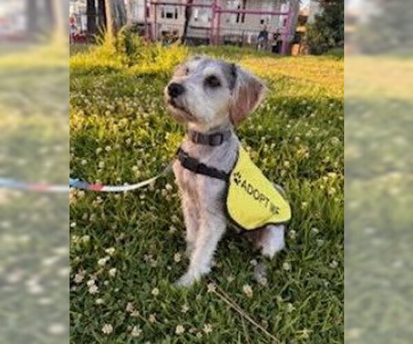 Medium Photo #3 Mutt Puppy For Sale in San Diego, CA, USA