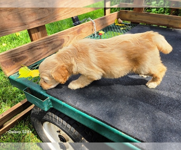 Medium Photo #4 Goldendoodle Puppy For Sale in LEON, KS, USA