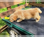 Small #3 Goldendoodle