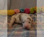 Small Photo #45 Great Dane Puppy For Sale in SPRAGGS, PA, USA