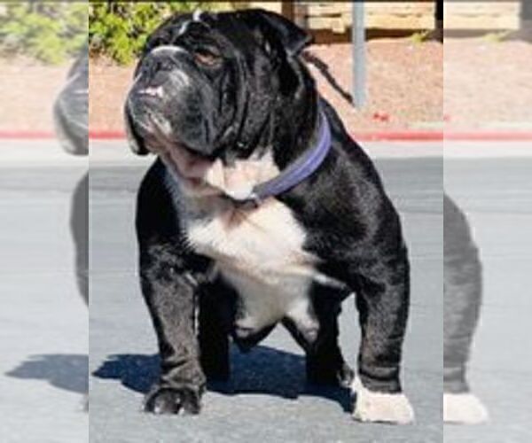Medium Photo #1 Bulldog Puppy For Sale in LAS VEGAS, NV, USA