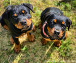 Small Photo #7 Rottweiler Puppy For Sale in NEWCASTLE, CA, USA