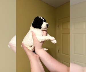 Poodle (Standard) Puppy for sale in SPARTANBURG, SC, USA