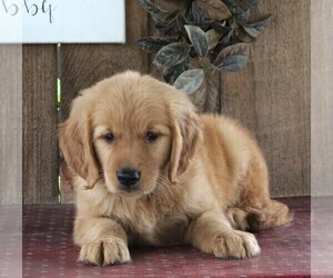 Golden Retriever Puppy for sale in FREDERICKSBURG, OH, USA