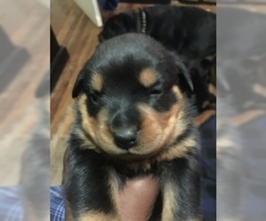 Rottweiler Puppy for sale in CANTON, MI, USA