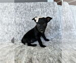 Small #1 Labrador Retriever Mix