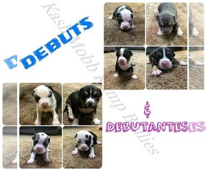 American Bully Mikelands  Puppy for sale in VACAVILLE, CA, USA