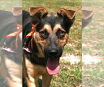 Small Photo #7 German Shepherd Dog-Unknown Mix Puppy For Sale in Attalka, AL, USA