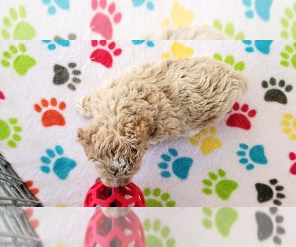 Medium Photo #9 Cock-A-Poo-Poodle (Miniature) Mix Puppy For Sale in ORO VALLEY, AZ, USA