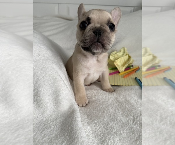 Medium Photo #3 French Bulldog Puppy For Sale in OPP, AL, USA