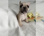 Small #2 French Bulldog