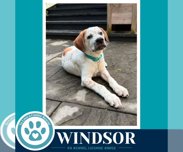 Medium Photo #5 Aussiedor Puppy For Sale in Kimberton, PA, USA