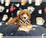 Small #5 Cavapoo (Miniature)
