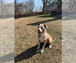 Small #8 Mutt