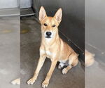Small #1 German Shepherd Dog