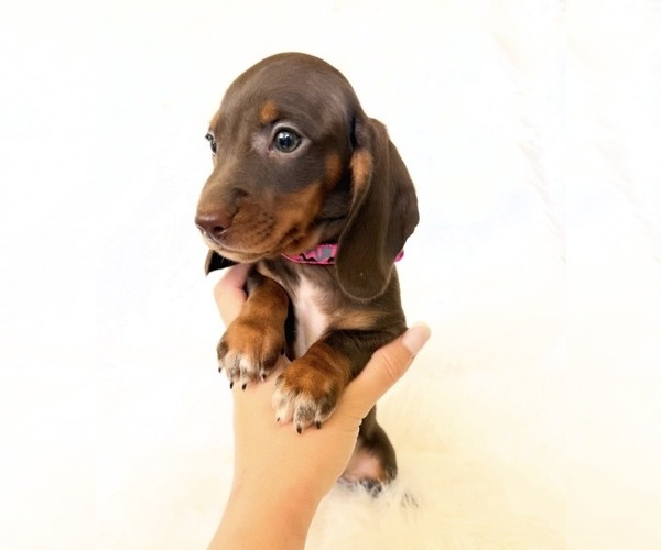 Medium Photo #5 Dachshund Puppy For Sale in DAVIS, CA, USA