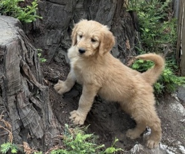 Medium Photo #13 Goldendoodle Puppy For Sale in BOULDER CREEK, CA, USA