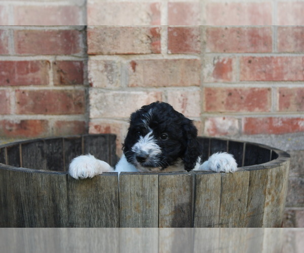 Medium Photo #6 F2 Aussiedoodle Puppy For Sale in KINSTON, NC, USA