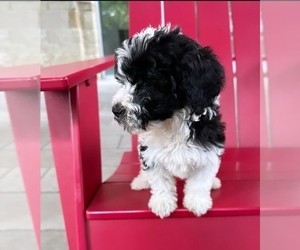 Poodle (Standard) Puppy for sale in SPICEWOOD, TX, USA