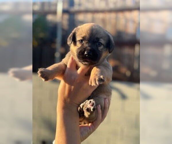 Medium Photo #6 Mutt Puppy For Sale in San Diego, CA, USA