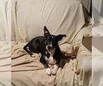 Small #5 Boston Terrier Mix