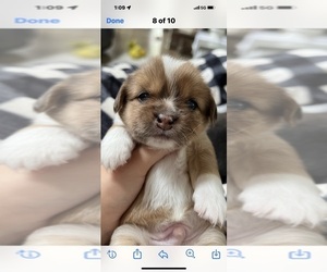 ShiChi Puppy for sale in SPRING HILL, TN, USA