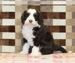 Small #3 Bernedoodle (Miniature)