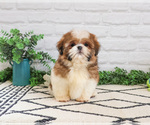 Small #14 Shih Tzu