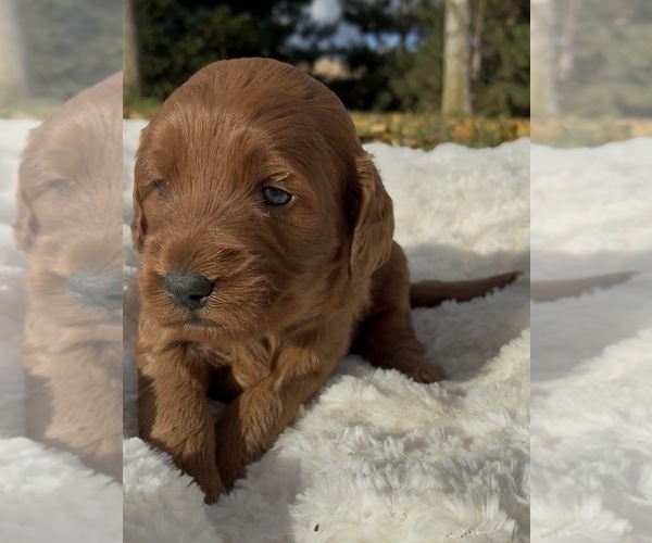 Medium Photo #3 Goldendoodle (Miniature) Puppy For Sale in RANDOLPH, WI, USA