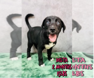 Labrador Retriever-Unknown Mix Dogs for adoption in Woodbury, NY, USA