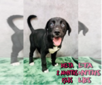 Small Labrador Retriever Mix