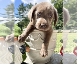 Labrador Retriever Puppy for sale in NEOLA, WV, USA