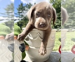 Image preview for Ad Listing. Nickname: AKC Ready to Go