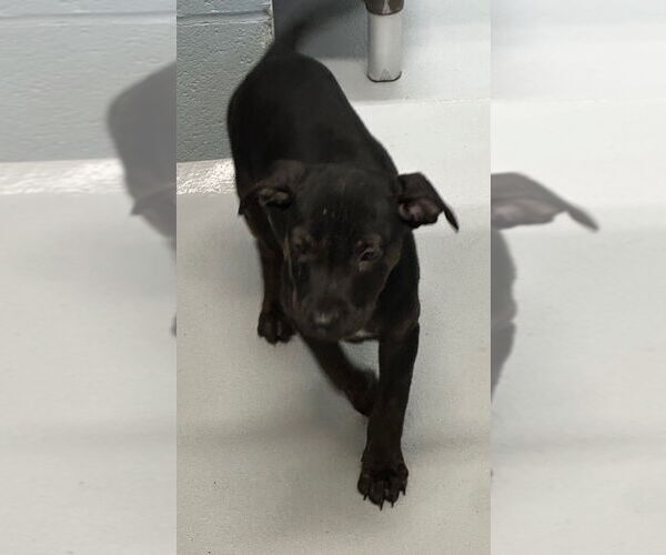 Medium Photo #3 Plott Hound-Unknown Mix Puppy For Sale in Hot Springs Village, AR, USA