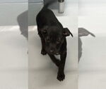 Small #2 Plott Hound Mix