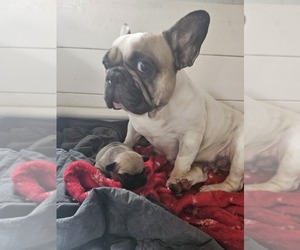 Mother of the French Bulldog puppies born on 01/05/2024