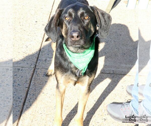 Medium Photo #4 Mutt Puppy For Sale in Washington, DC, USA