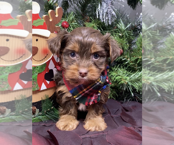 Medium Photo #2 Shorkie Tzu-Yorkshire Terrier Mix Puppy For Sale in SELLERSBURG, IN, USA