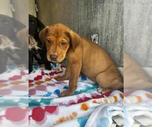 Mutt Dogs for adoption in San Antonio, TX, USA