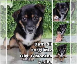 Pembroke Welsh Corgi-Unknown Mix Dogs for adoption in Seattle, WA, USA